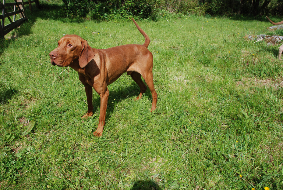 Cwmdarran Kennels In Swansea South Wales